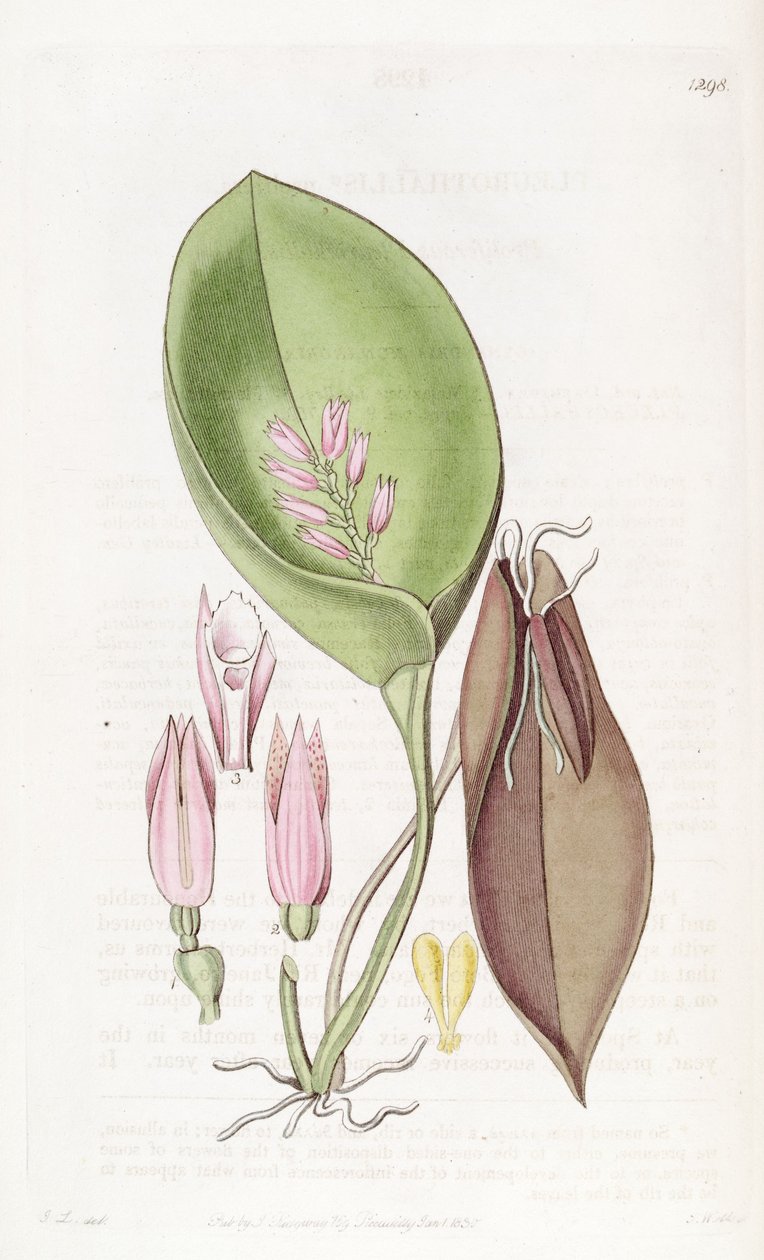 Acianthera prolifera (مثل syn. Pleurothallis prolifera) بواسطة واتس
