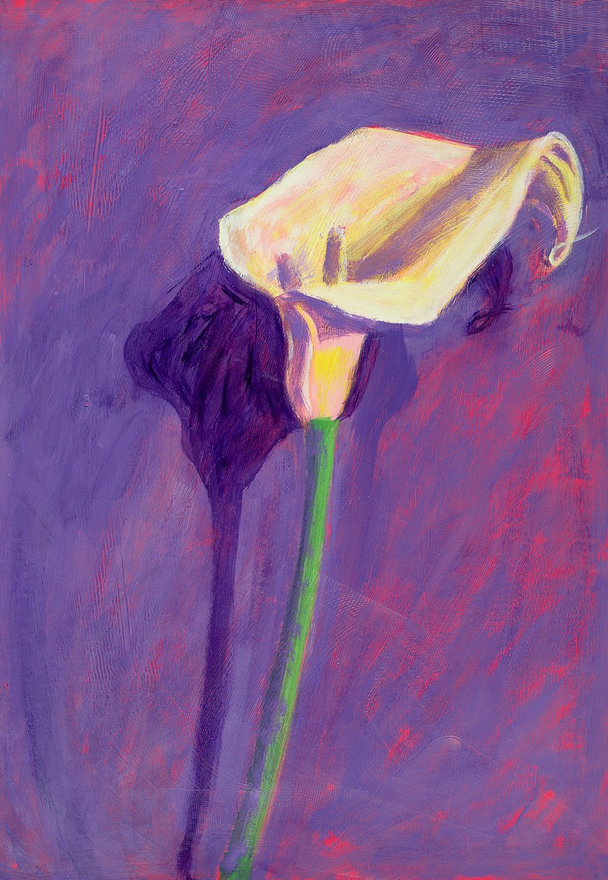 Arum Lily (زيت على البطاقة) بواسطة سارة هايوارد