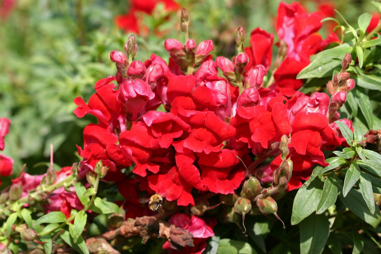 Garsington Antirrhinum ، 2009 بواسطة سارة أوتول