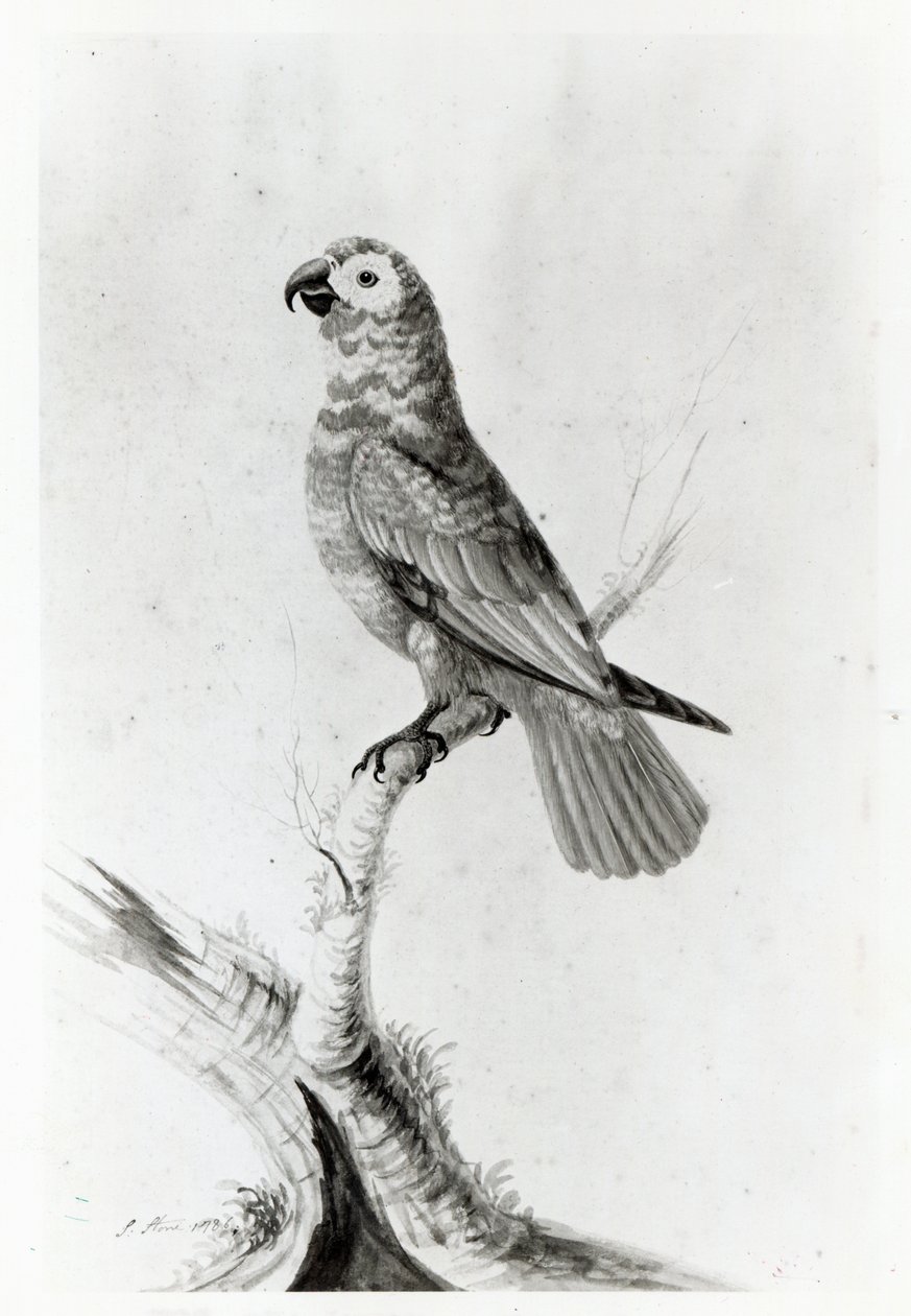 ببغاء ، 1786 بواسطة سارة ستون