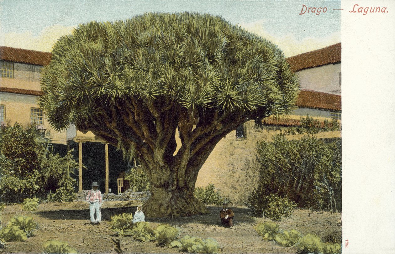  بواسطة المصور الإسباني