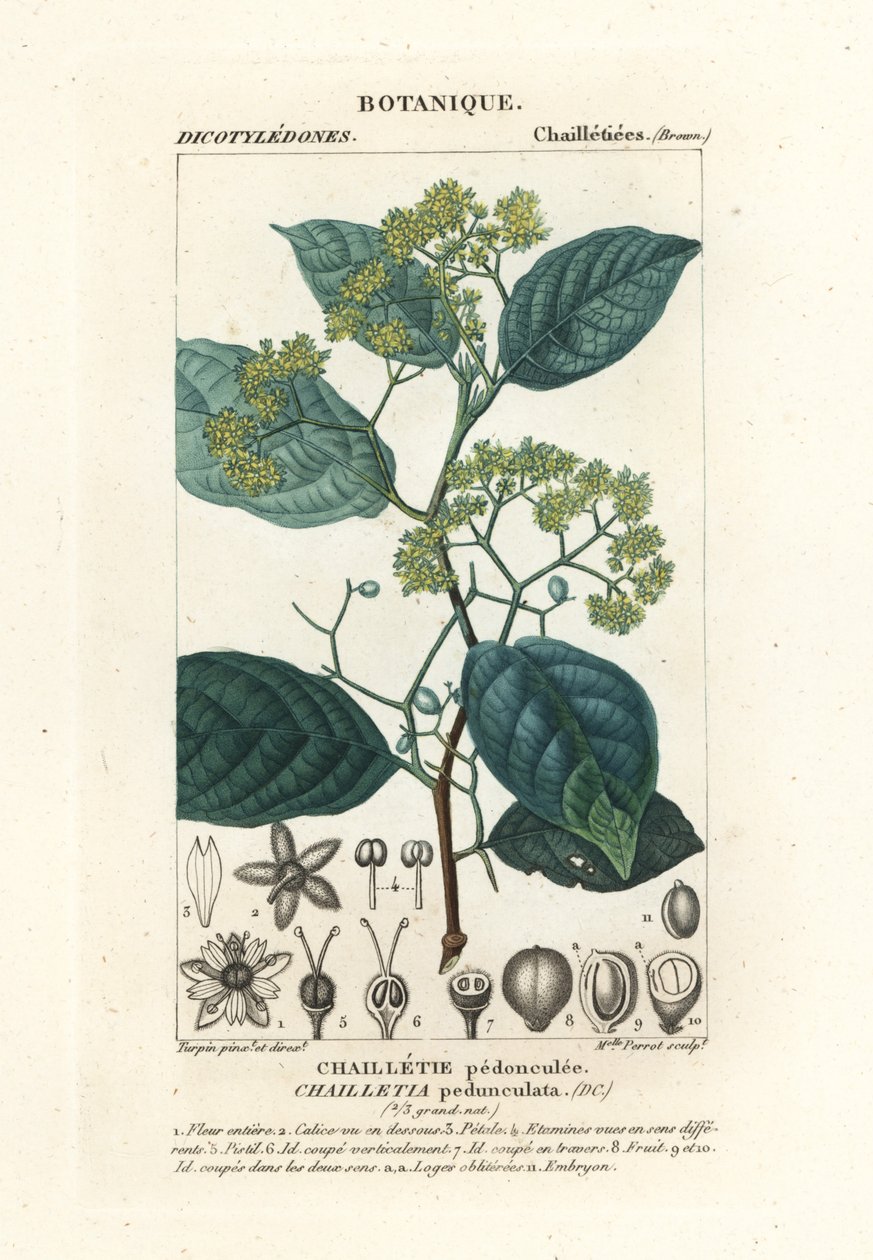 Dichapetalum معنقة بواسطة ستانغي ستانغي