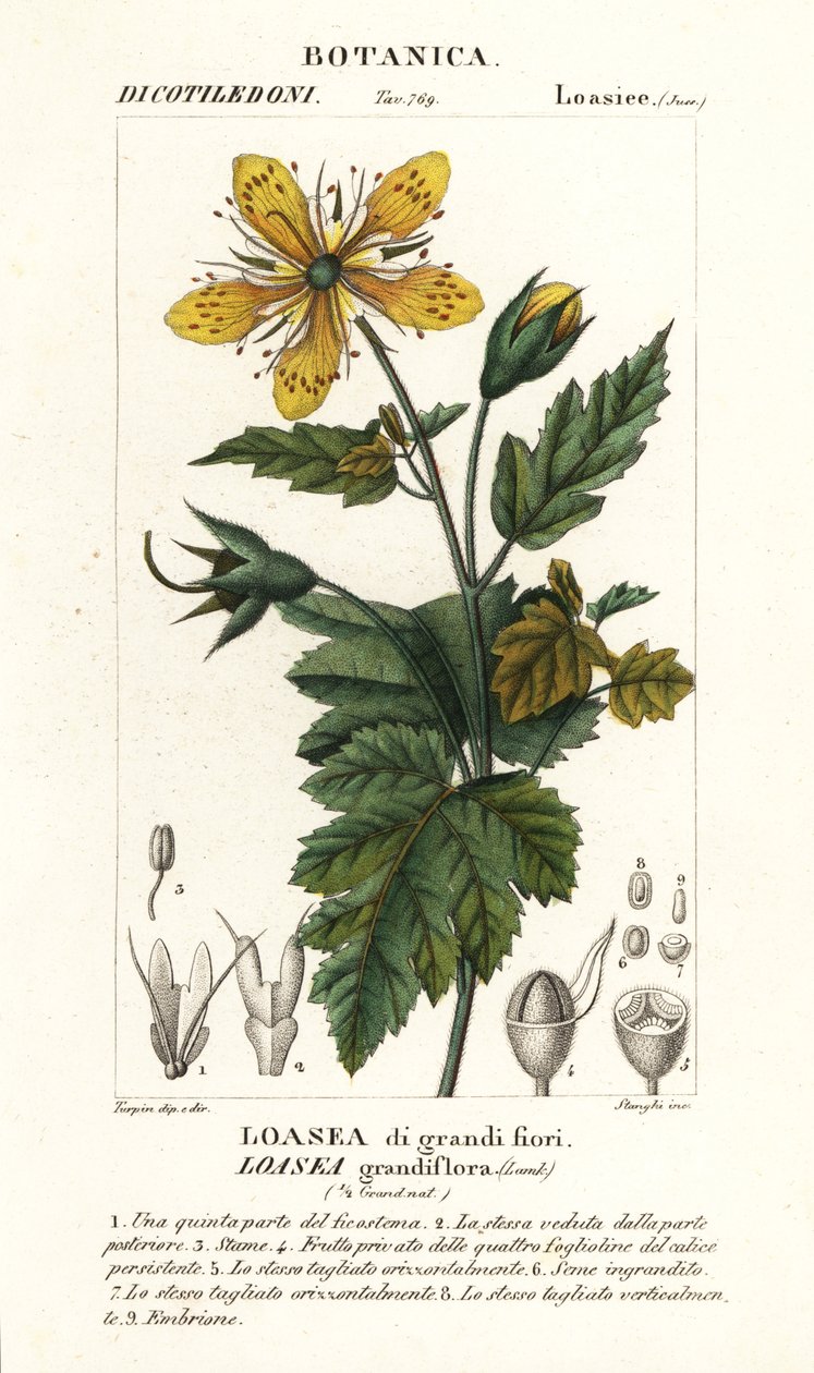 Loasea grandiflora بواسطة ستانغي ستانغي