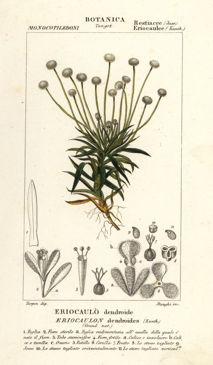 Pipewort ، Paepalanthus dendroides بواسطة ستانغي ستانغي