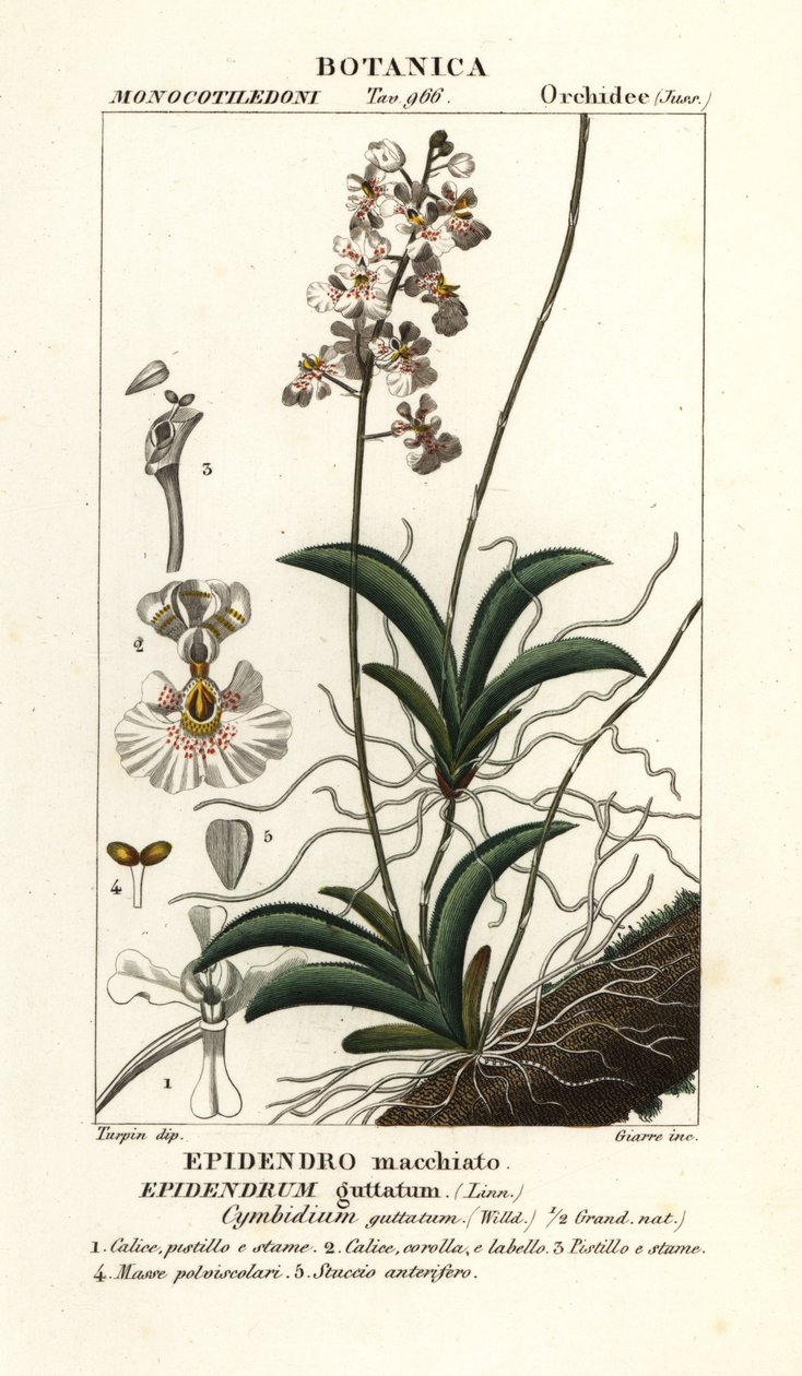 Tolumnia guttata orchid بواسطة ستانغي ستانغي