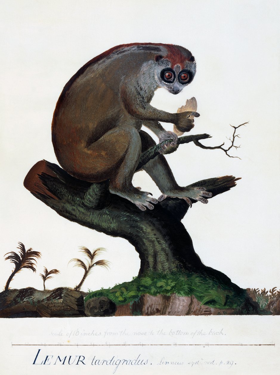 Lemur tardigradus بواسطة سيدني باركنسون