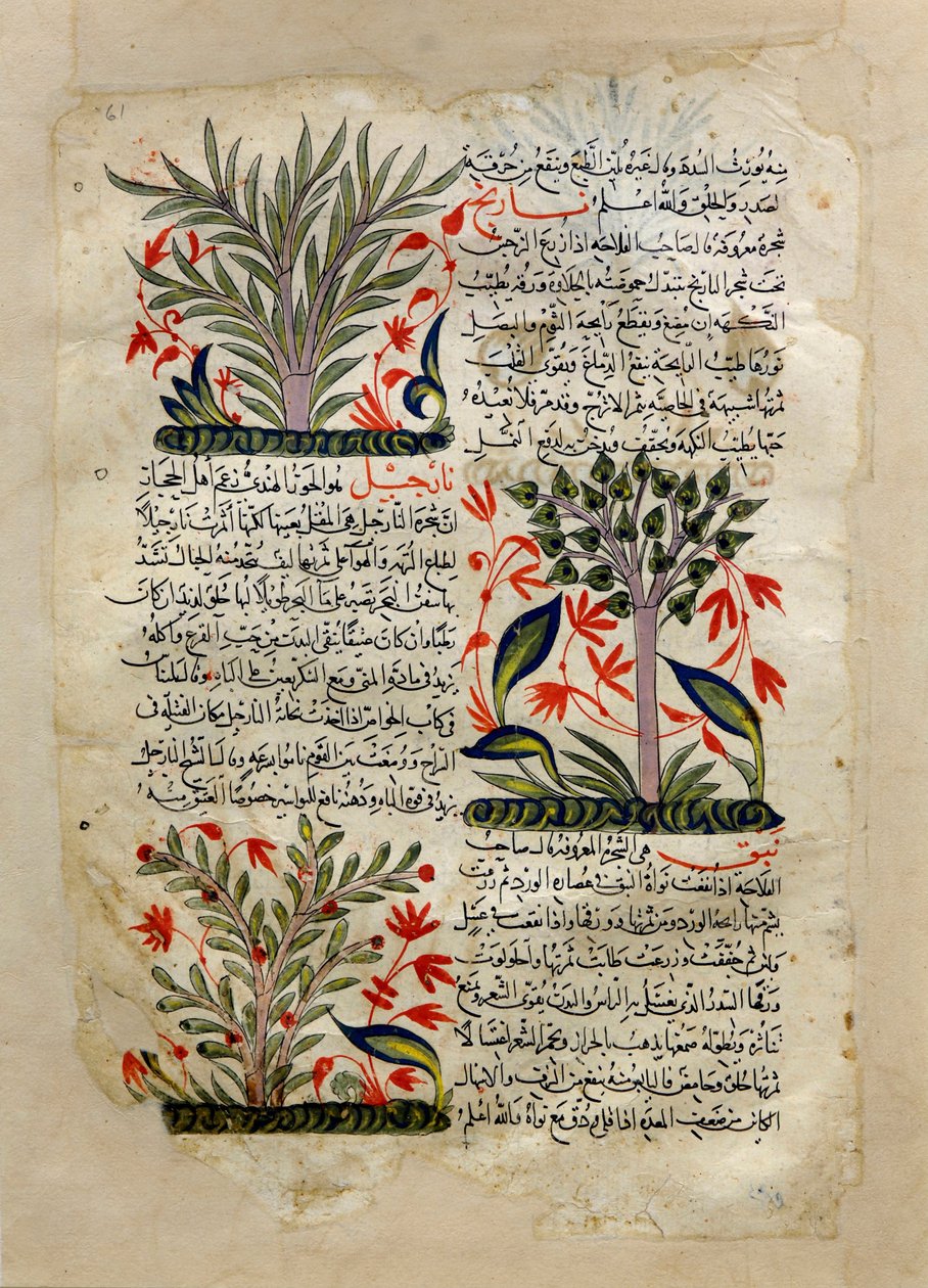الرسوم التوضيحية بواسطة غير معروف