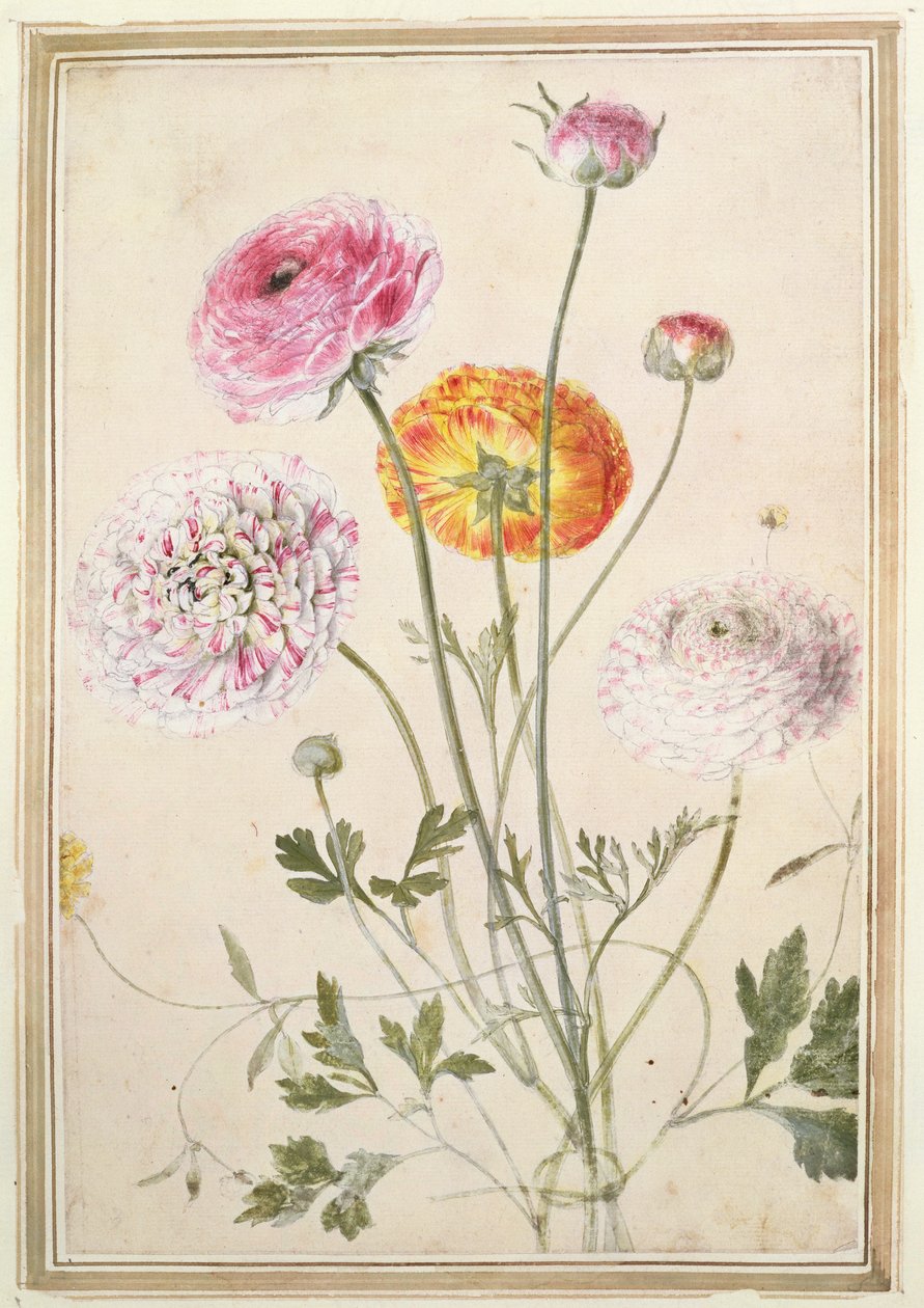 دراسة الزهور ، ج .1760 بواسطة توماس روبينز