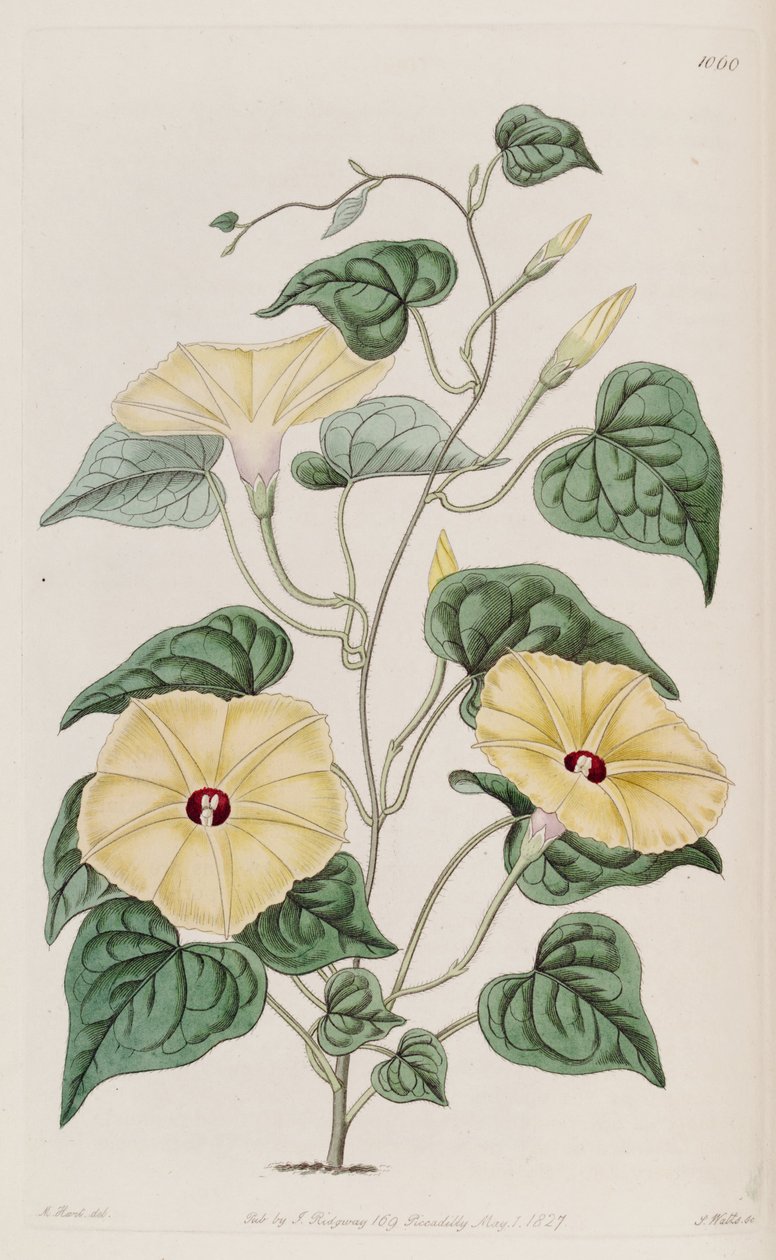 Ipomoea ochracea بواسطة غير معروف غير معروف