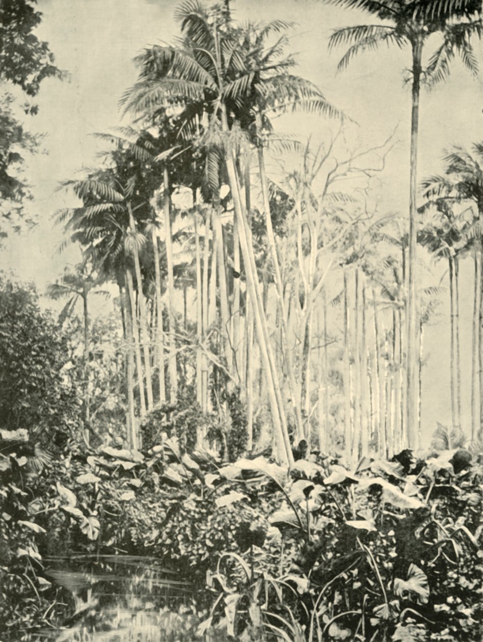 بستان النخيل ، 1901. بواسطة غير معروف