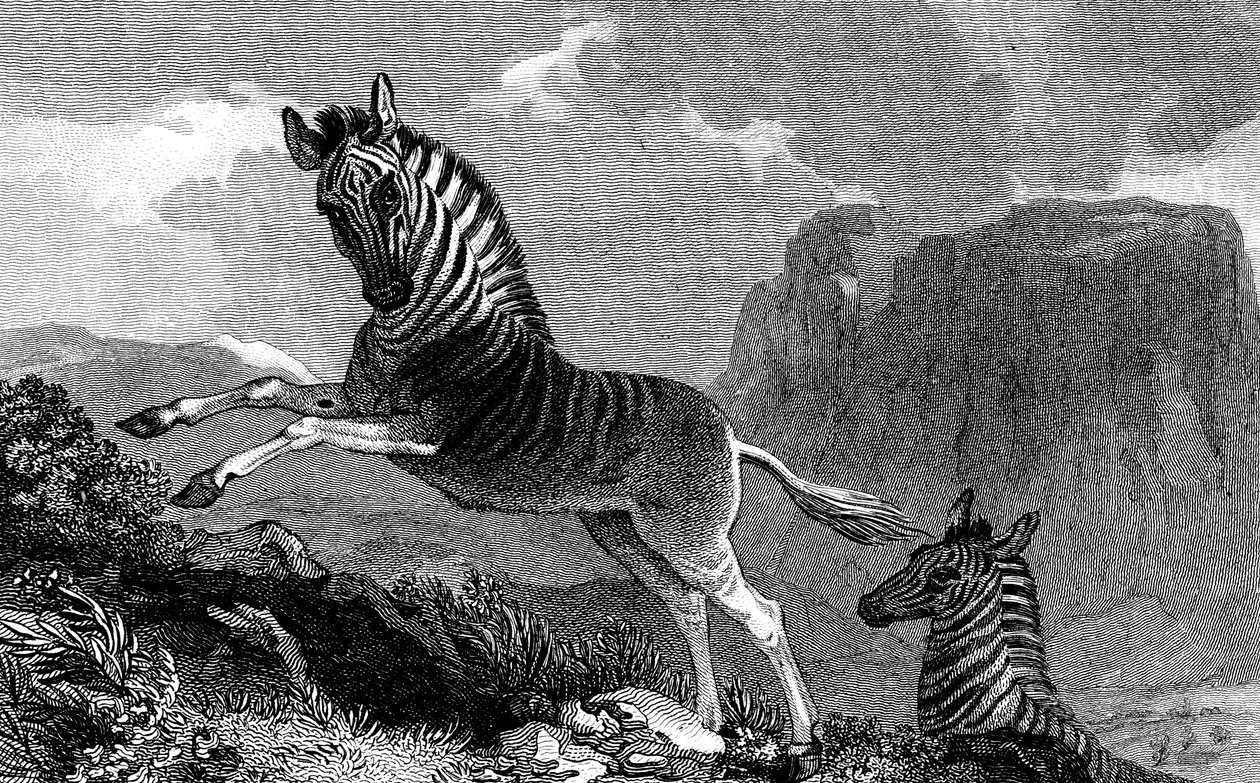 كواجا ، 1815 بواسطة غير معروف