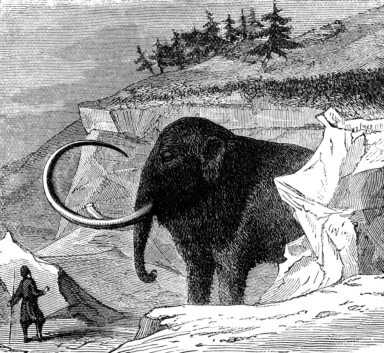 اكتشاف ماموث صوفي ، 1779 ج 1870 بواسطة غير معروف
