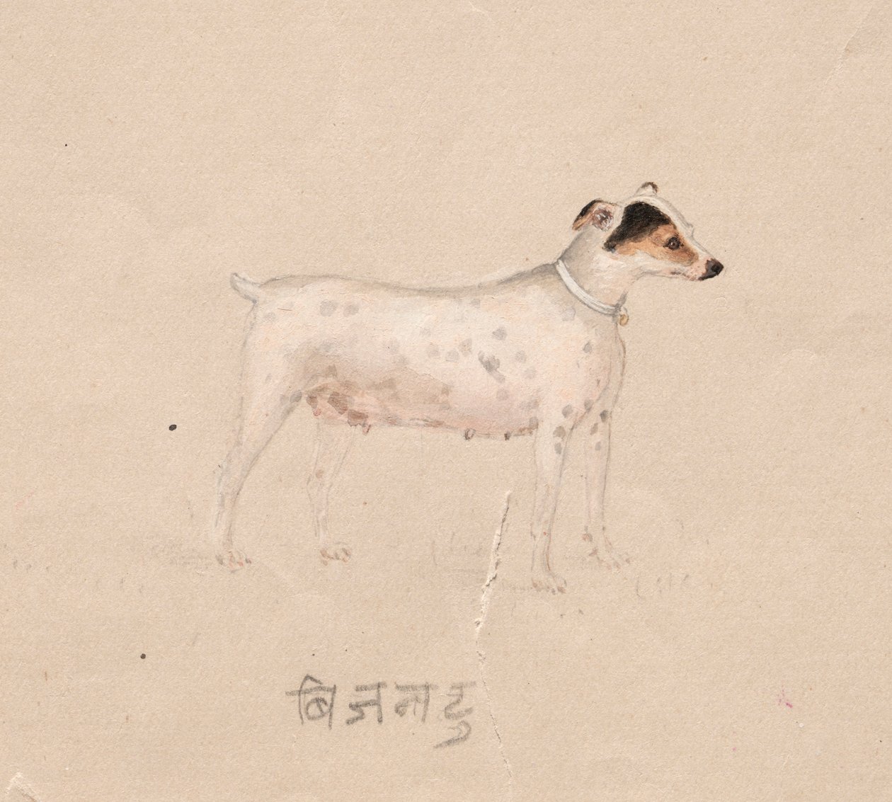 كلب ، 1800s. بواسطة غير معروف