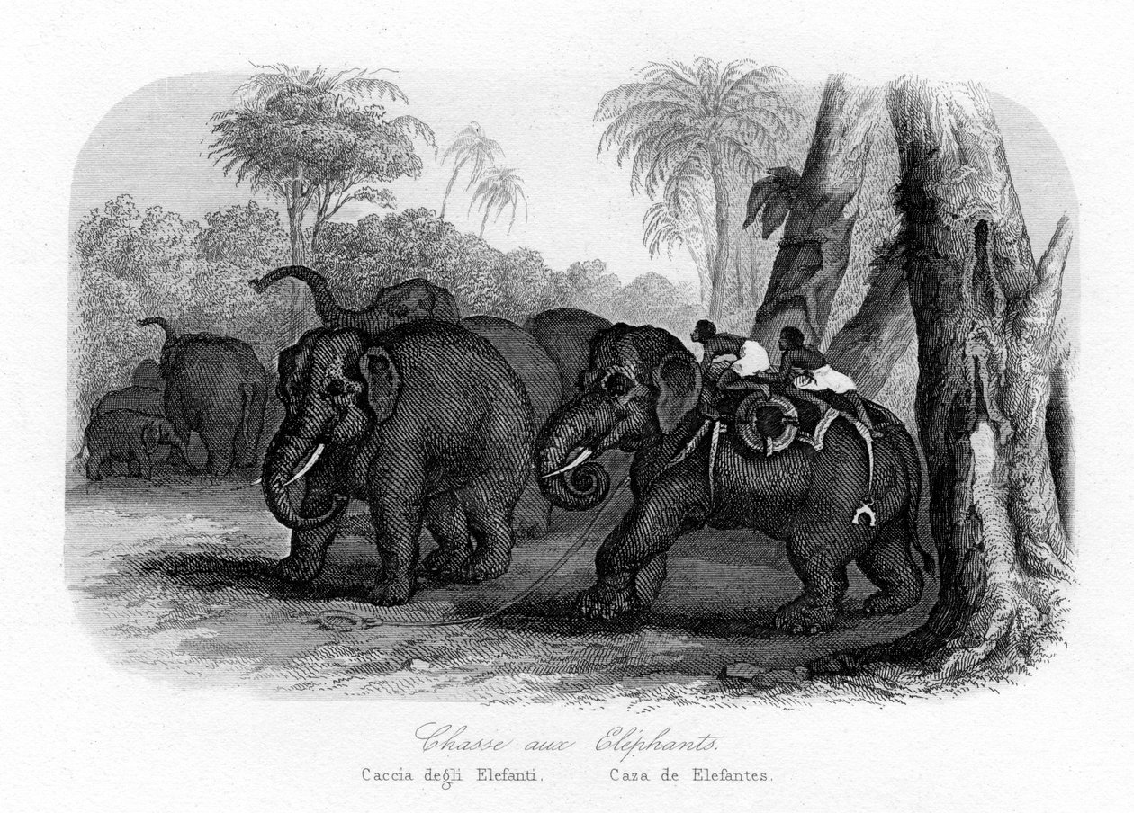 صيد الفيل ، الهند ، c1840 بواسطة غير معروف