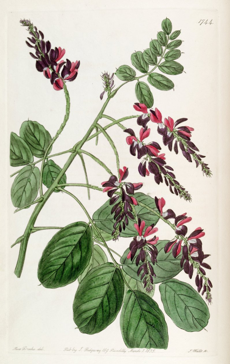 Indigofera أتروبوربوريا بواسطة غير معروف