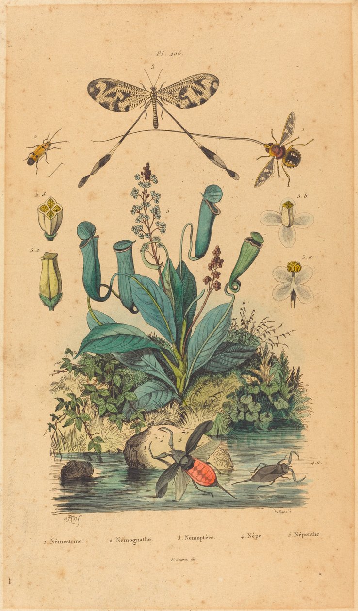 حشرات وزهور ، نُشرت عام 1837. بواسطة غير معروف