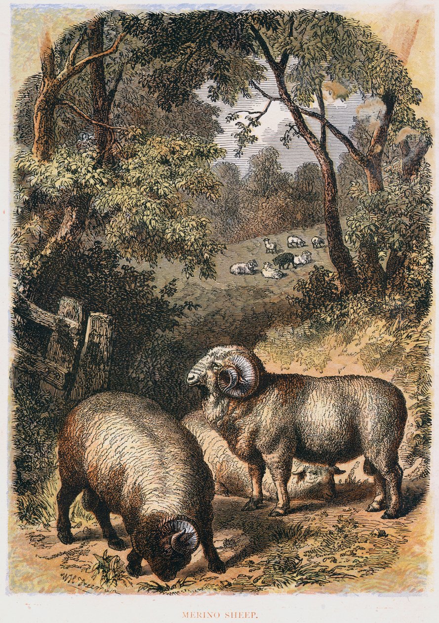خروف ميرينو ، c1860 بواسطة غير معروف