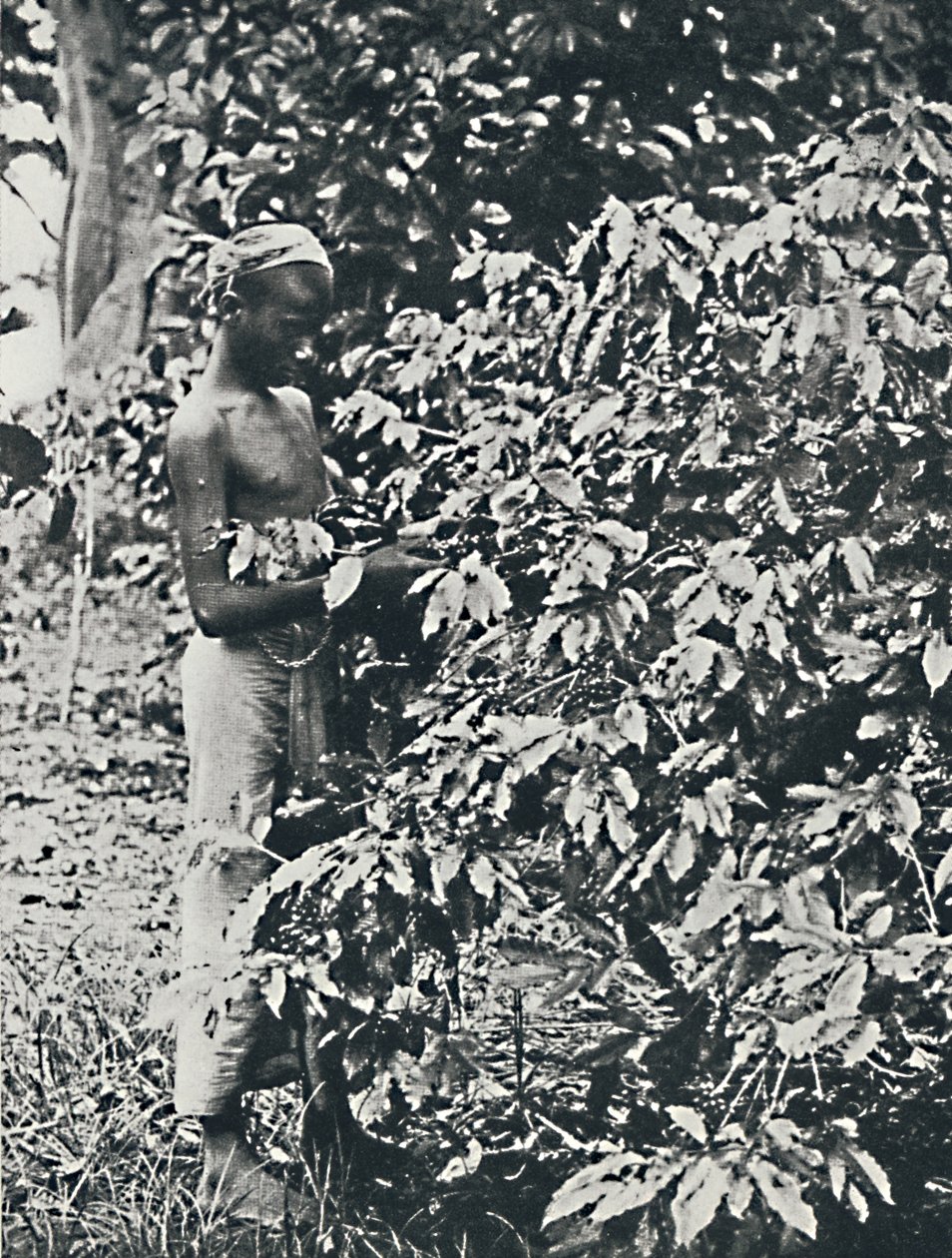 قطف القهوة ، 1916 بواسطة غير معروف