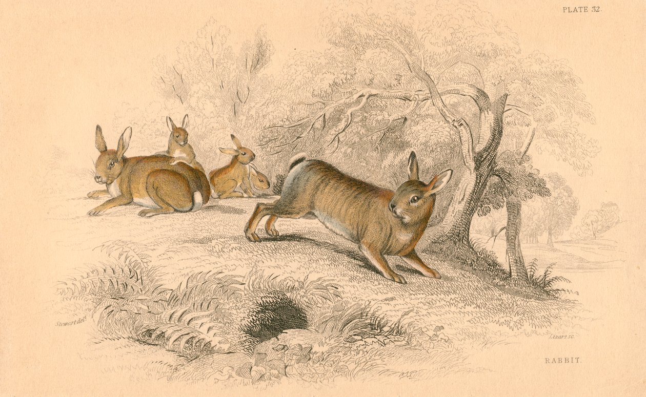 أرنب cuniculus الأرنب 1818 بواسطة غير معروف