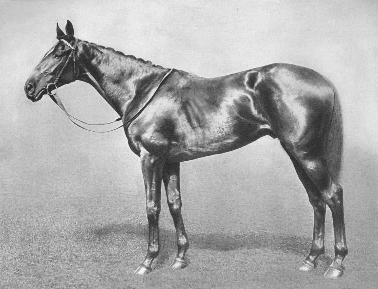 السير ارشيبالد ، 1911 بواسطة غير معروف