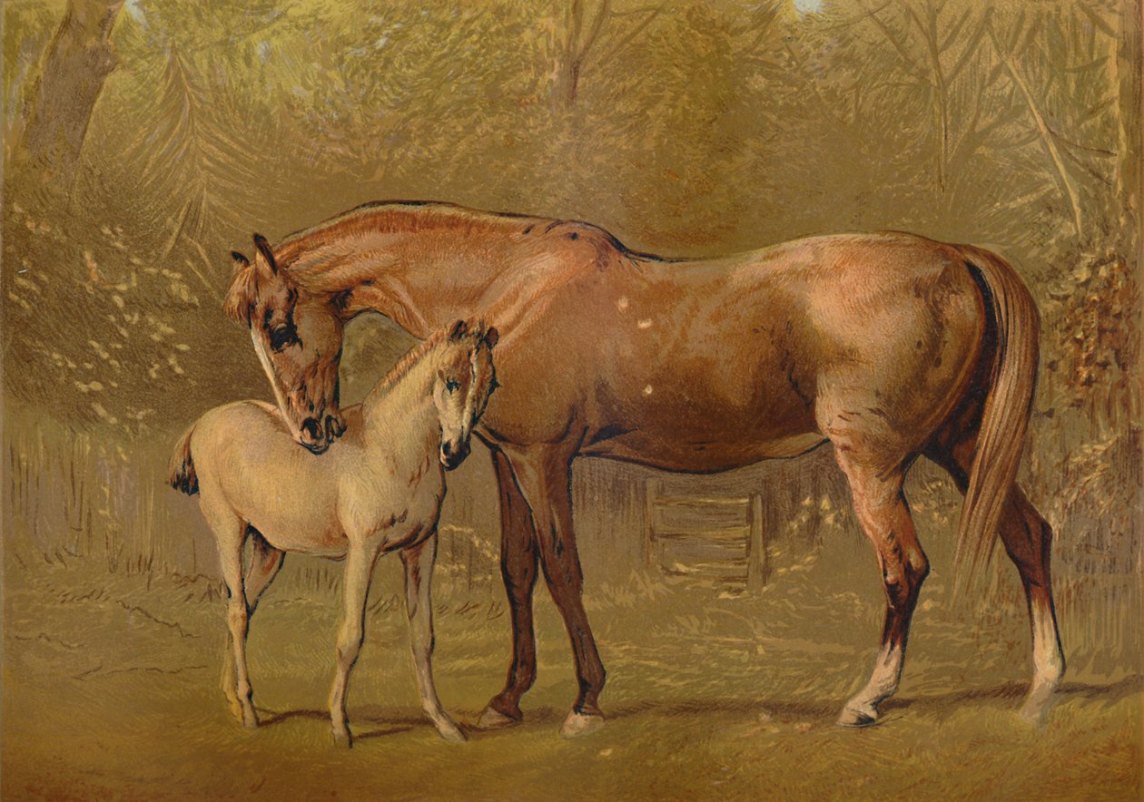أصيل فرس ومهر. c1879. بواسطة غير معروف