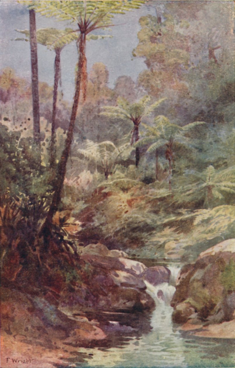 شجرة السرخس 1923. بواسطة غير معروف