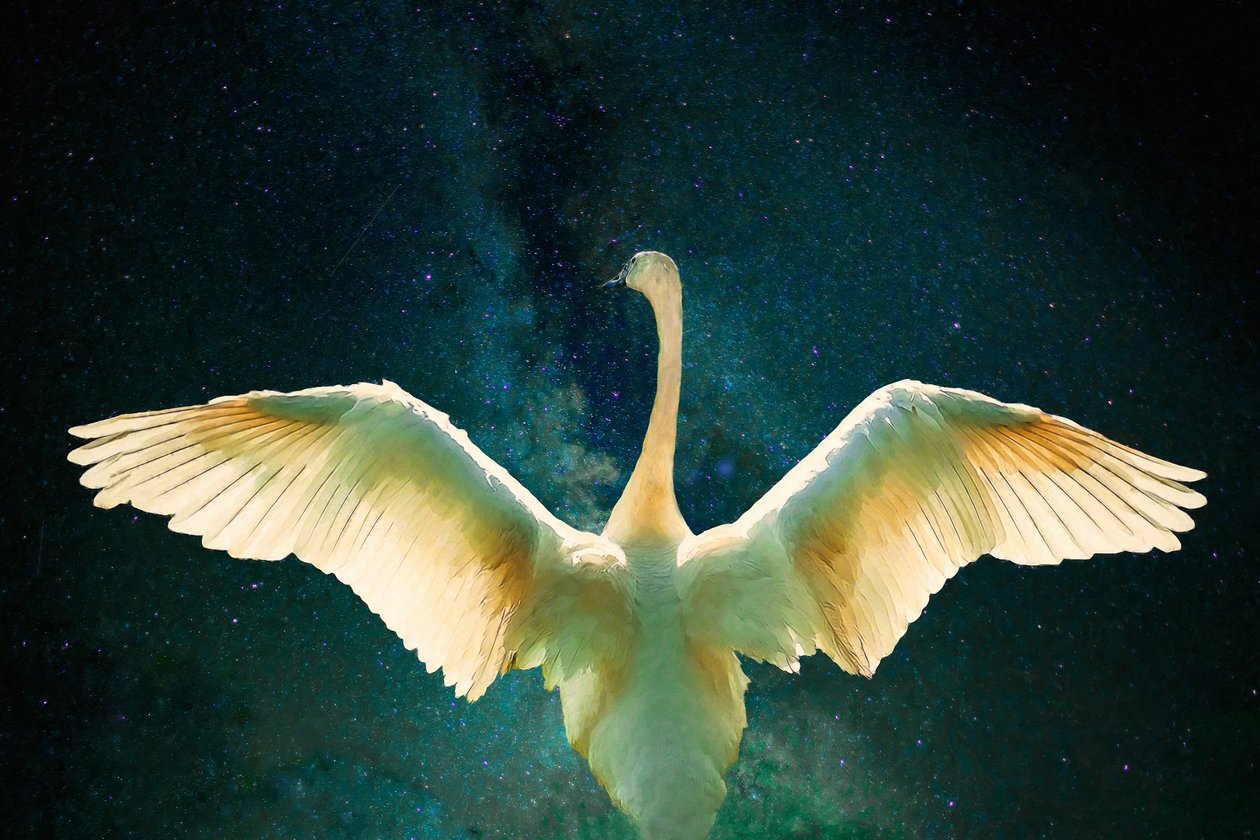 Cygnus ، 2017 ، بواسطة غير معروف غير معروف