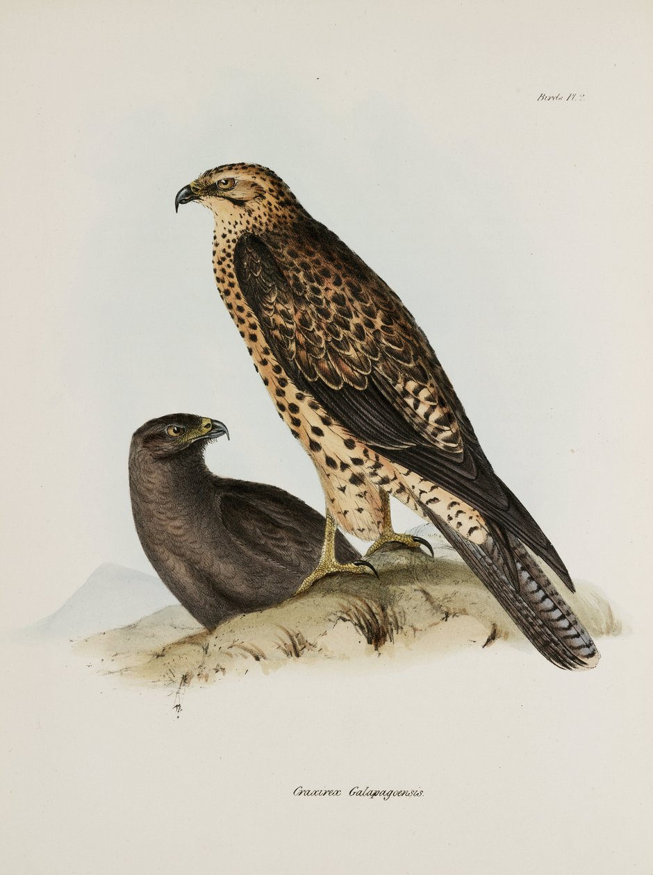 Birds of prey, Galapagos Islands, c 1832-1836 بواسطة غير معروف