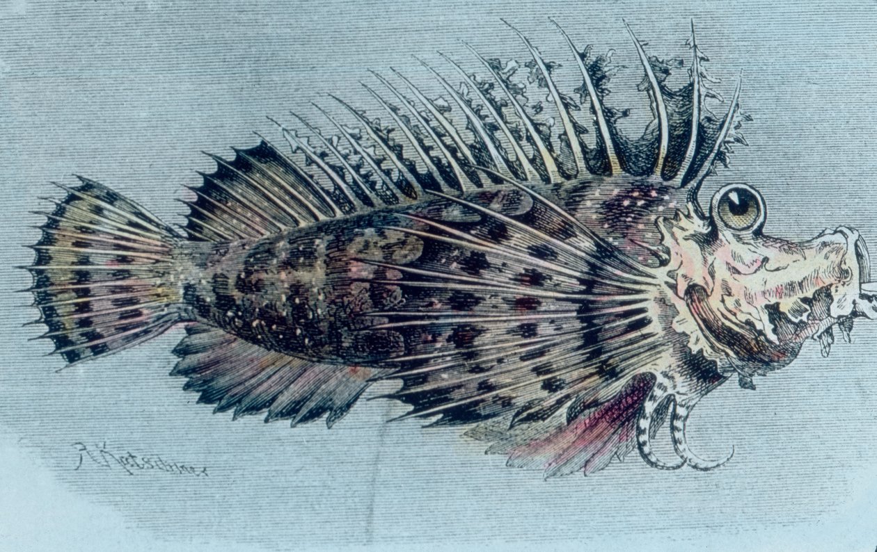 رسم توضيحي لسمكة قمة (Lophotidae)) بواسطة فنان غير معروف