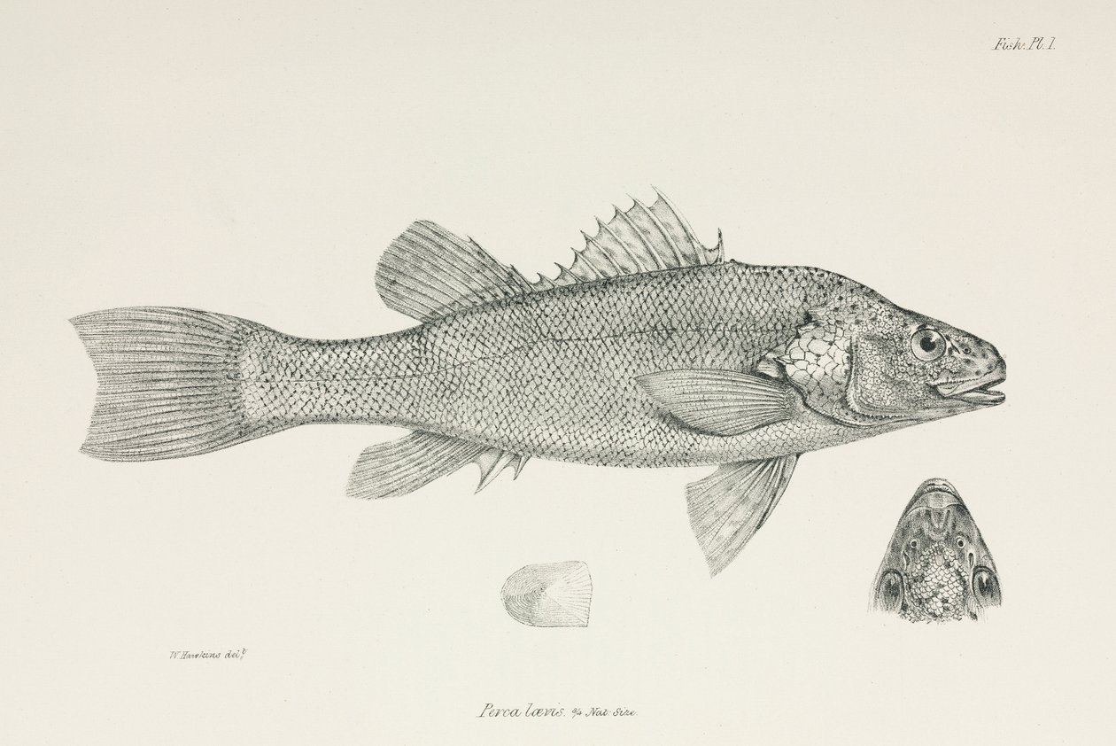 Perch, c 1832-1836 بواسطة غير معروف