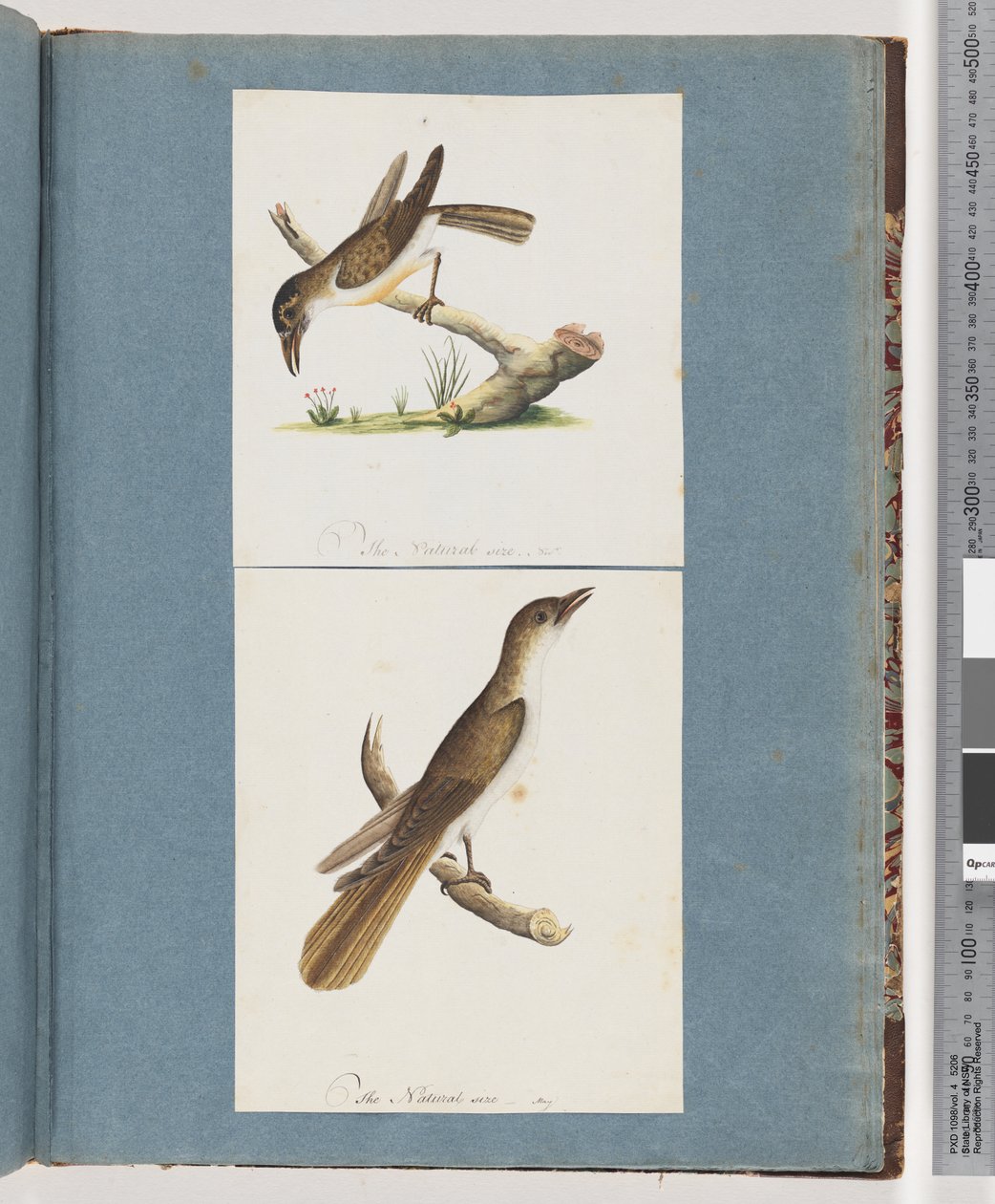 صفحة 117. طائر غير معروف. 118. طائر غير معروف بواسطة فنان غير معروف