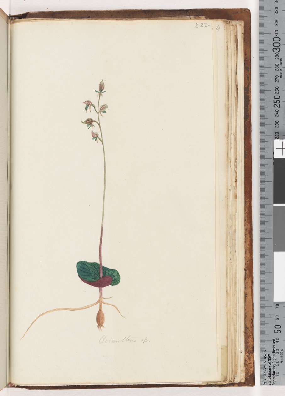 صفحة 222. Acianthus sp بواسطة فنان غير معروف