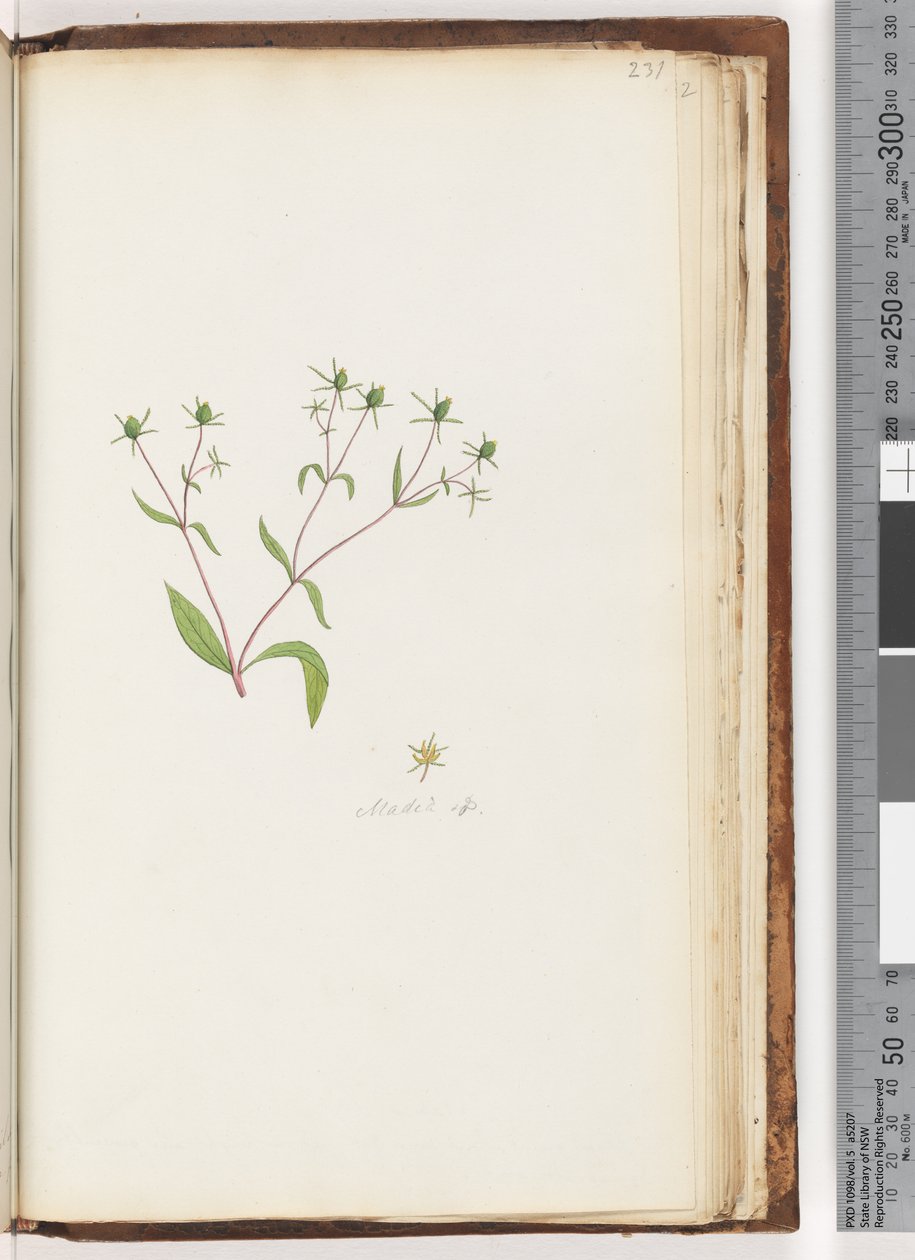 صفحة 231. Madia sp بواسطة فنان غير معروف