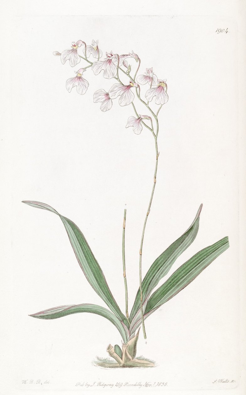 Ionopsis utricularioides_ بواسطة البنك الدولي