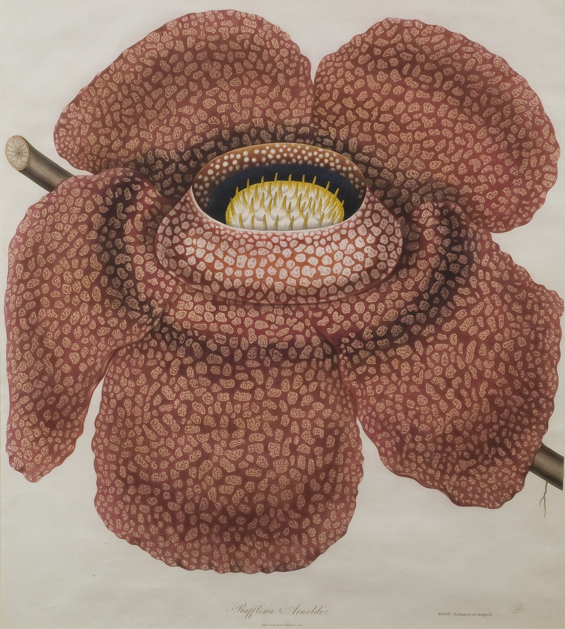 زهرة Rafflesia arnoldii بواسطة والديل