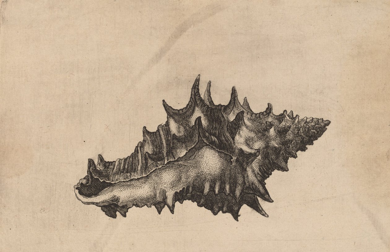 شل Vasum Ceramicum ، c. 1645. بواسطة وينسلوس هولار