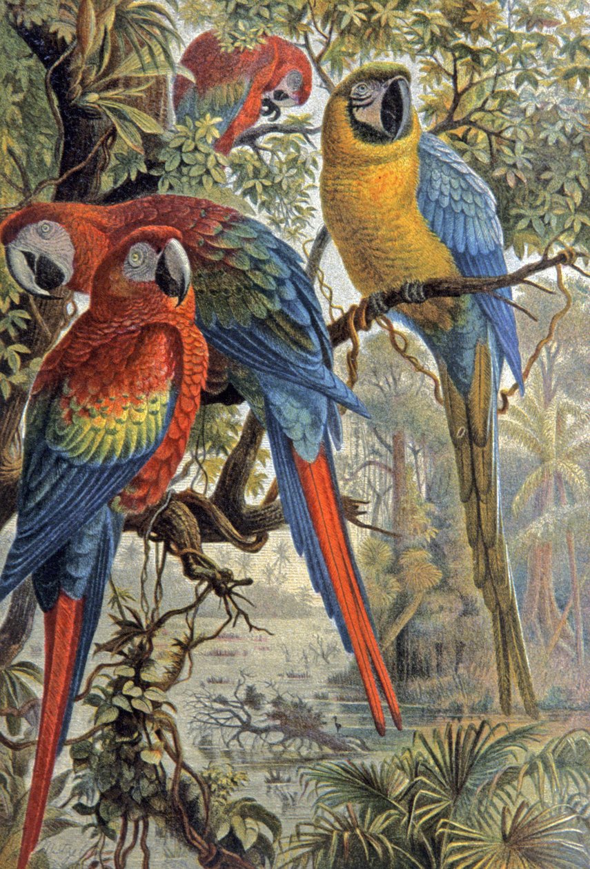 الببغاوات الحمراء، حوالي عام 1910 (رسم توضيحي) بواسطة فيلهلم كونرت