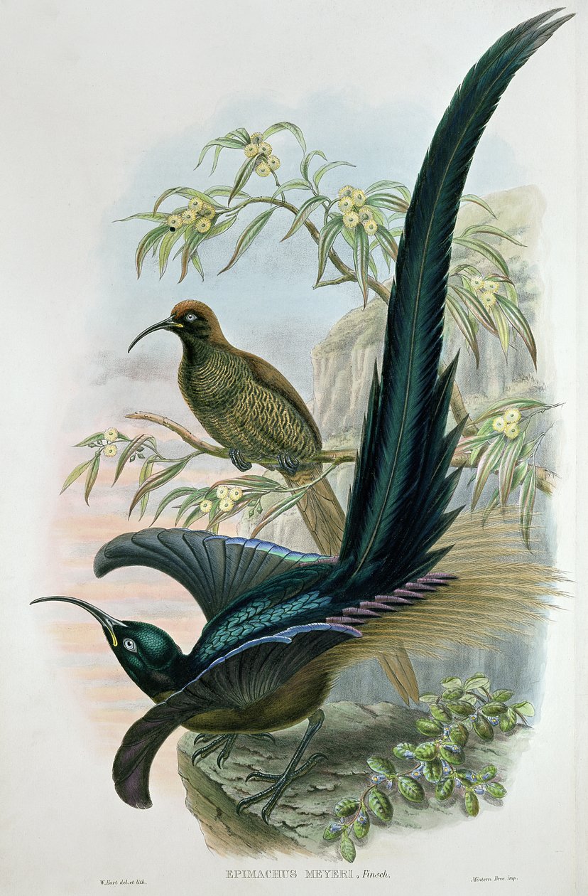 Epimachus Meyeri بواسطة وليام هارت