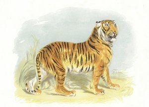 نمر