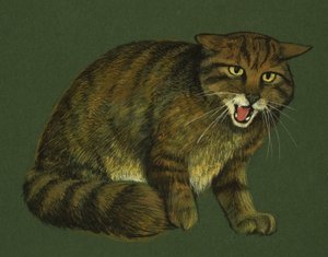 Wildcat