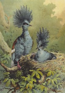 الحمامة المتوجة (chromolitho)