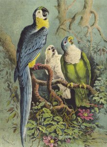 الببغاوات (chromolitho)