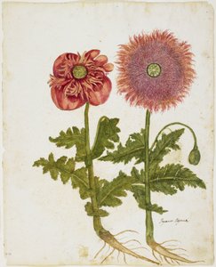 الخشخاش (Papaver spp.) (مرحاض ودرجة حرارة على ورق)
