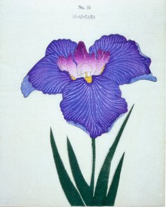 الجصة ، رقم 19 ، 1898