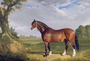 A Clydesdale Stallion ، 1820