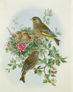 Greenfinch ، 1873 (مرحاض ، قلم رصاص على ورق)