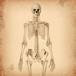 الهيكل العظمي الكلاسيكي 2