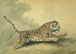 نمر يقفز إلى اليمين ، 1807