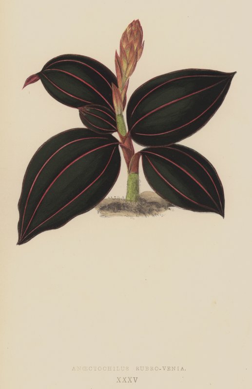 Anoectochilus Rubro-Venia بواسطة مدرسة اللغة الإنجليزية