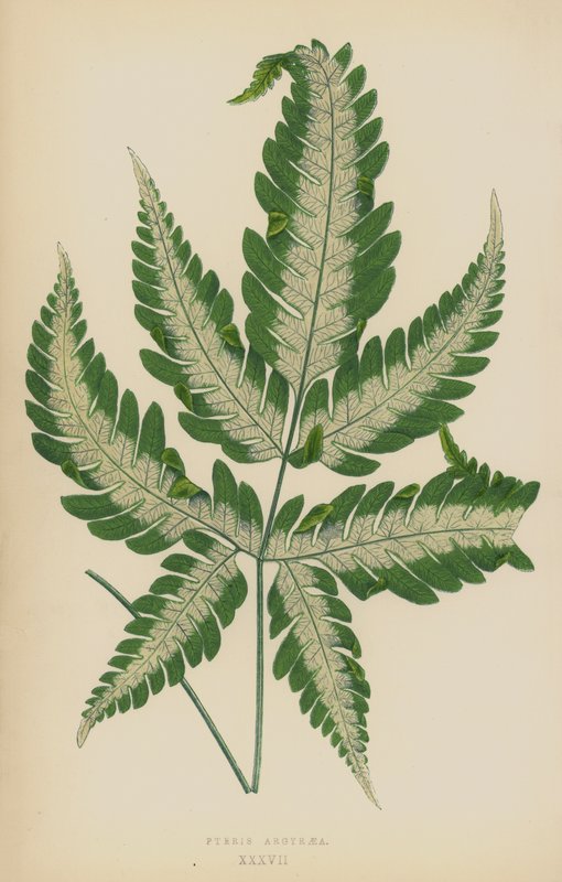 Pteris Argyraea بواسطة مدرسة اللغة الإنجليزية